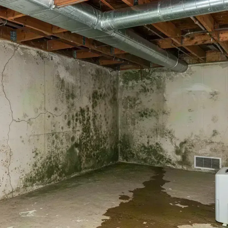 Professional Mold Removal in Estes Park, CO